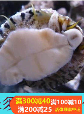 火焰贝闪电珊瑚鱼水族金环螺翻砂螺海猪海水缸食藻工具活体
