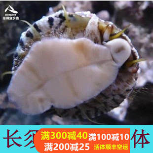 火焰贝闪电珊瑚鱼水族金环螺翻砂螺海猪海水缸食藻工具活体