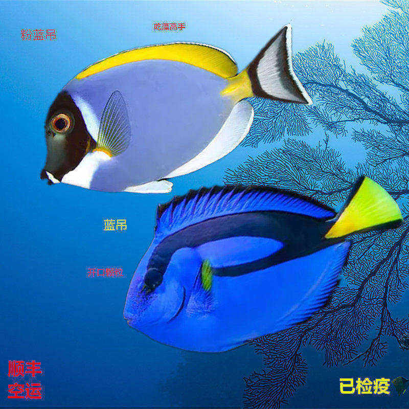 蓝吊鱼粉蓝吊海水观赏鱼多莉鱼尼莫鱼活体海水缸活体已检疫秒颗粒