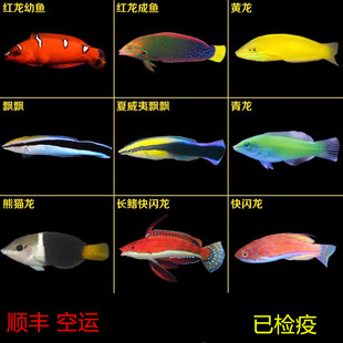 海水鱼水族香蕉龙 黄龙 青花龙六线龙热带鱼红龙活体观赏鱼