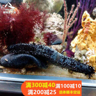 新款宠物活体鱼缸海水生物翻砂海参翻砂螺翻砂海参翻砂翻砂黑海参