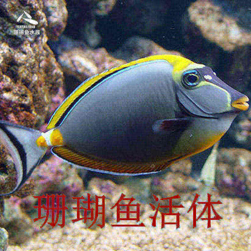 热带海水鱼 进口天狗吊金毛吊 蓝点吊宠物活体观赏鱼