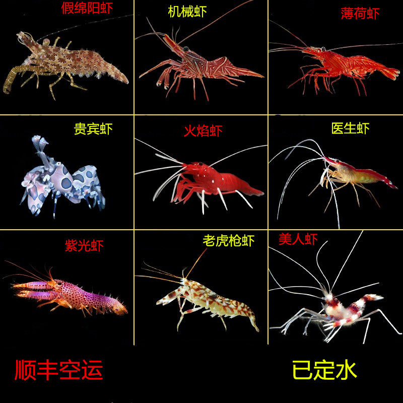 医生虾清洁虾假绵阳老虎虾火焰虾薄荷机械美人功能虾吃藻海水活体