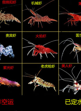 功能虾海水医生虾清洁虾