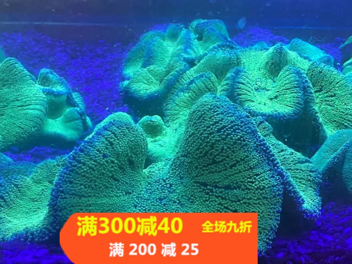 海葵地毯公子小丑浅黄耐养顺丰