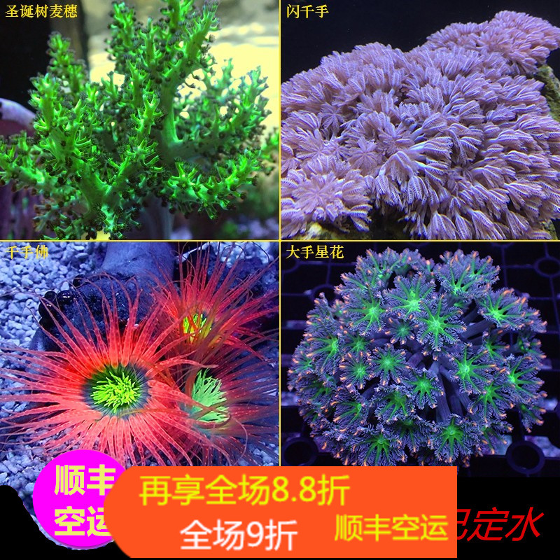 千手星花麦穗软体珊瑚颜色漂亮