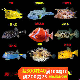 牛角六角金木瓜鱼狗头箱鲀海水鱼活体珊瑚活体海水缸已检疫吃管虫