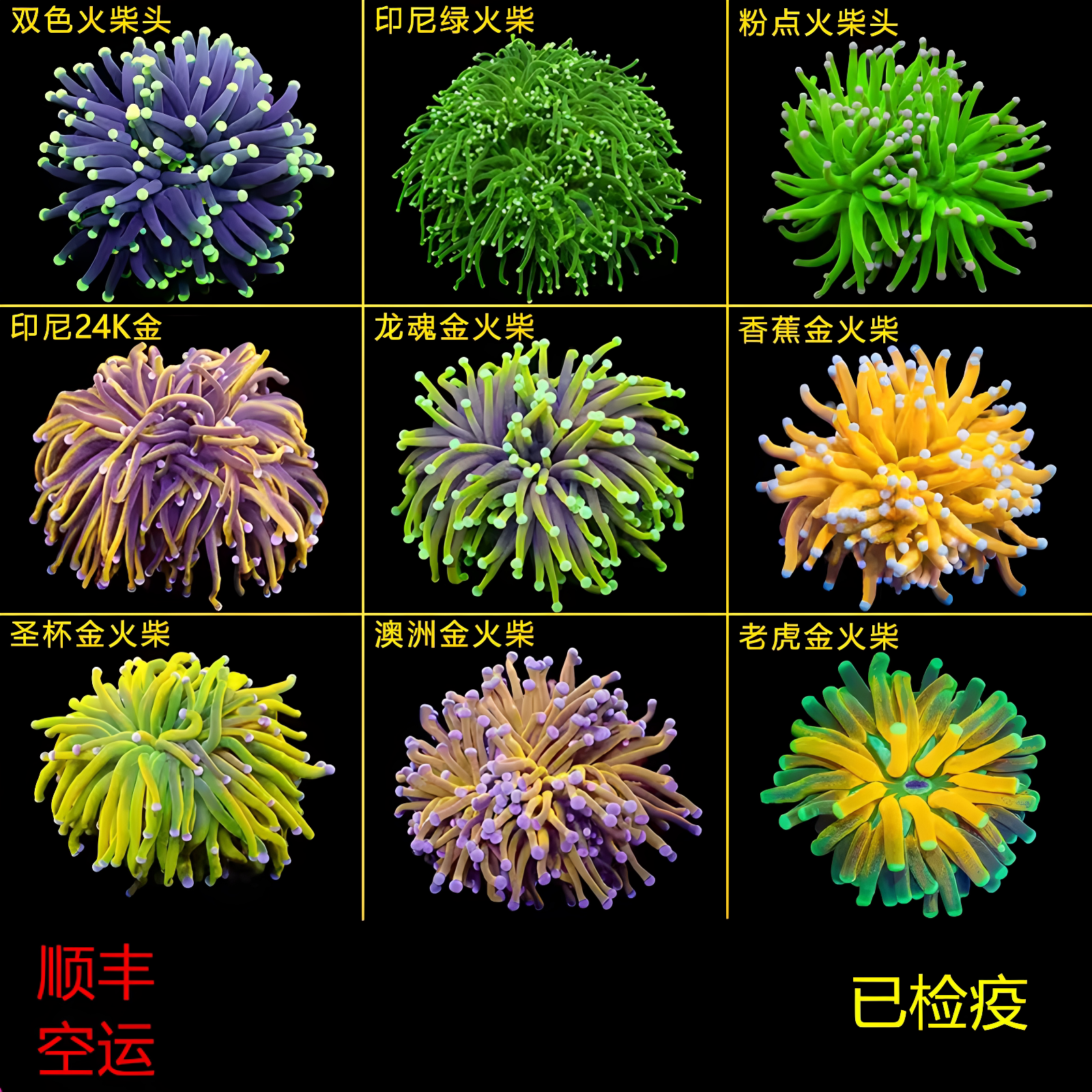 活体珊瑚火柴头颜色漂亮飘逸