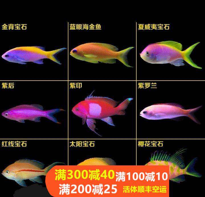 海水鱼热带水族宠物紫背蓝眼海金鱼夏威夷宝石紫色鱼观赏鱼紫罗兰