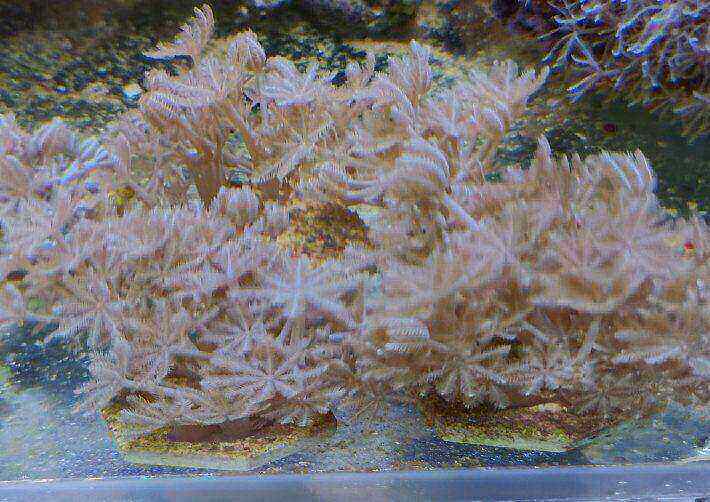 千手开合花伞海水珊瑚白鬼澳洲