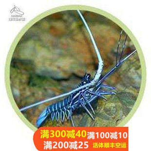 热带水族宠物海水鱼 白须龙虾 海水鱼缸热带鱼宠物活体观赏鱼