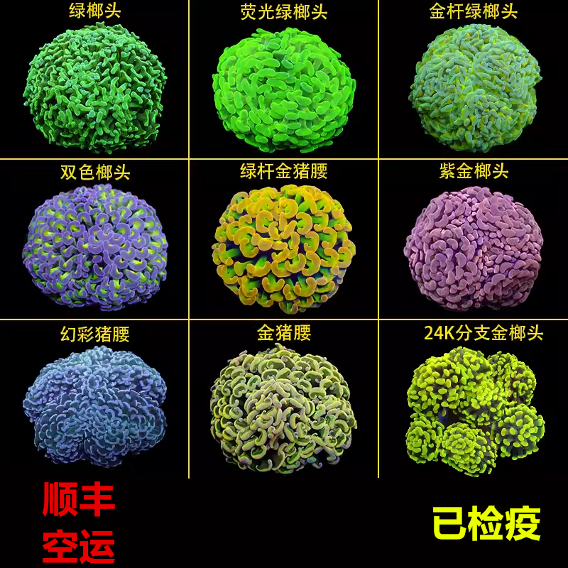 榔头珊瑚活物荧光绿双色紫玫瑰金榔头金色猪腰海水鱼活体珊瑚LPS