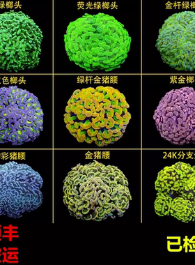 榔头珊瑚活物荧光绿双色紫玫瑰金