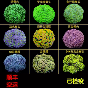 榔头珊瑚活物荧光绿双色紫玫瑰金