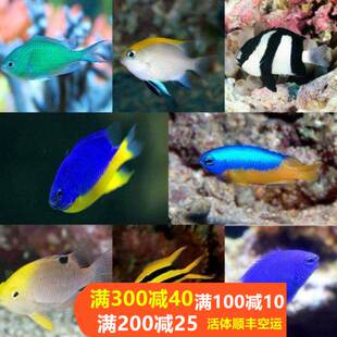 三四间五间三点白黄尾蓝青魔金丝雀子弹蓝天堂魔雀鲷闯缸鱼海水鱼
