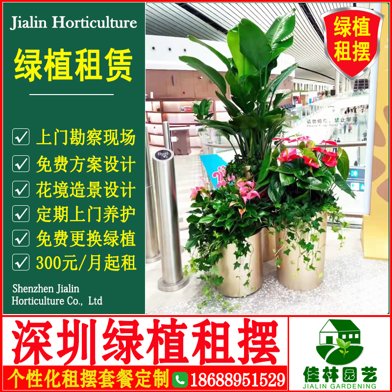 深圳绿植租摆植物租赁绿化租摆办公室绿植租赁写字楼盆栽租摆园艺