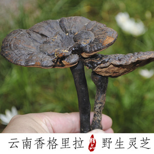 野生灵芝云南香格里拉赤灵芝桑黄高原野生黑紫灵芝500g克可切片