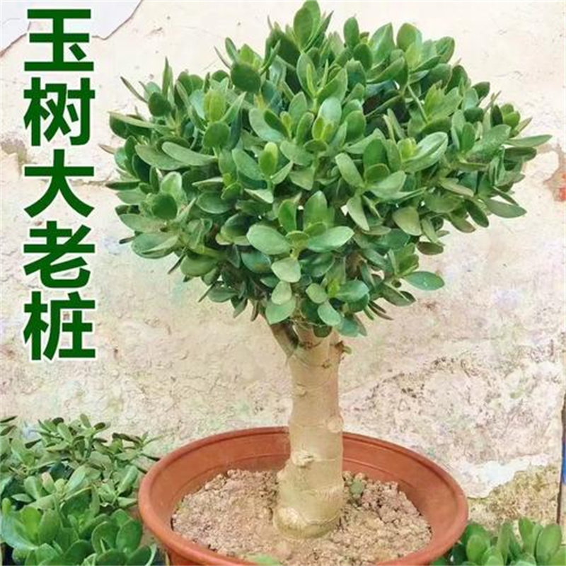 玉树盆栽苗老桩大叶玉树花植物多肉燕子掌室内客厅绿植花卉包邮