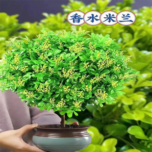 香水米兰四季开花驱蚊易活花卉户外耐高温老桩室内网红盆栽浓香型