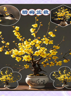 素心腊梅老桩盆栽带花苞植物阳台四季浓香型红梅冬季开花耐寒盆景