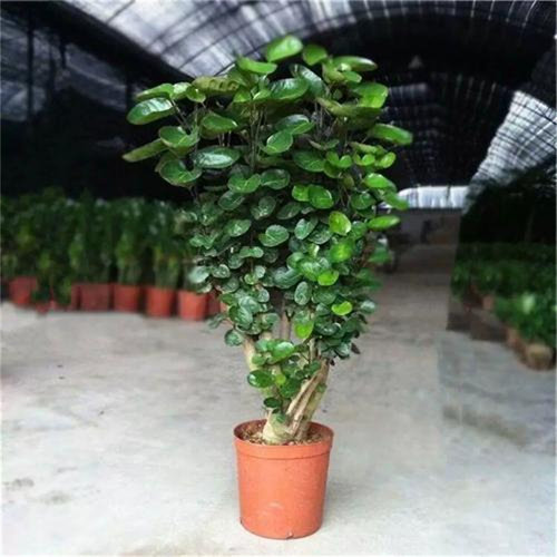 福禄桐圆叶金钱兜大型盆栽室内客厅办公室绿植钱多多金钱树好植物