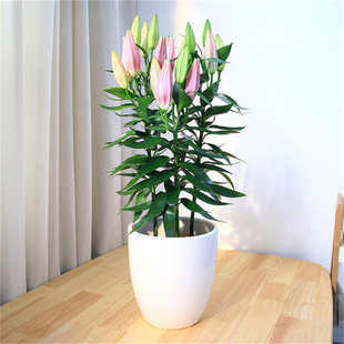 水培植物香水百合花盆栽带花苞室内办公室客厅好养花卉水养插花