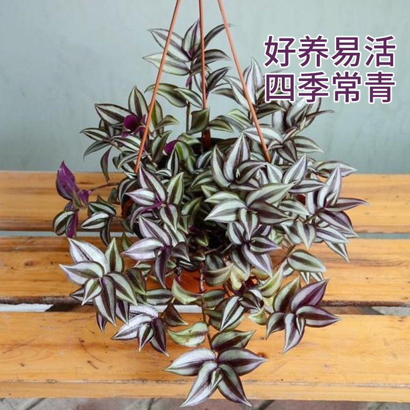 紫叶吊竹梅阳台室内紫罗兰吊兰盆栽绿植花卉净化空气好养耐活包邮图片