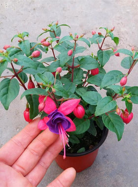 重瓣倒挂金钟花苗灯笼花盆栽室内绿植阳台四季开花带花苞不断花卉
