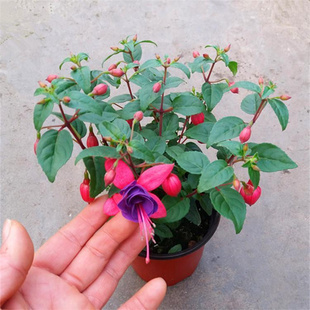 重瓣倒挂金钟花苗灯笼花盆栽室内绿植阳台四季开花带花苞不断花卉