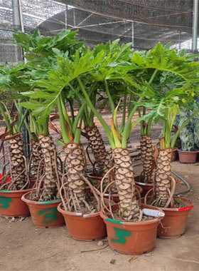 龙鳞春羽老桩大叶春雨客厅大型绿植室内盆栽四季好养净化空气植物