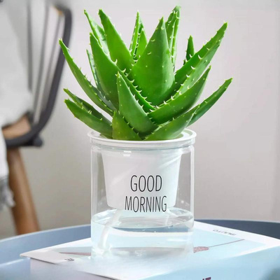 大盆芦荟盆栽室内净化空气绿植物办公桌面多肉四季好养花卉仙人掌