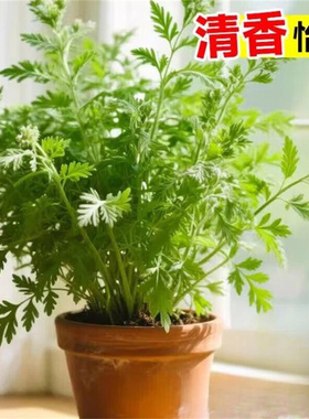 艾草新鲜盆栽植物庭院阳台种植驱蚊艾叶苗四季绿色食用香草易成活
