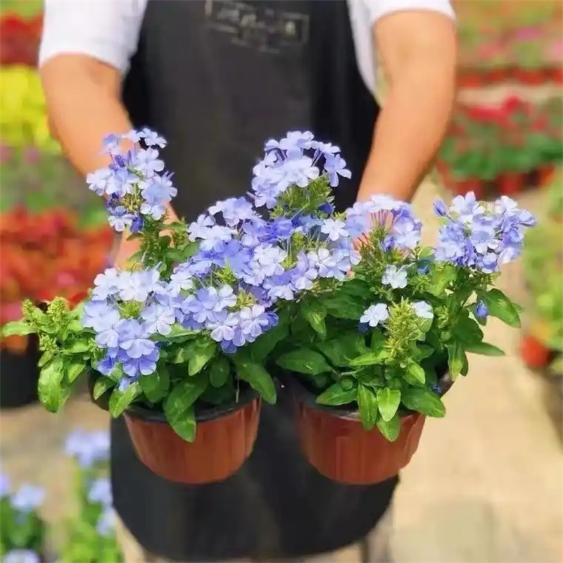 蓝雪花盆栽大苗宿根草花庭院阳台搭配室内外观赏花卉植物夏季可开