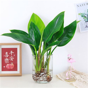 大叶金钻绿公主盆栽带花苞水培植物室内好养新房吸除甲醛四季绿植