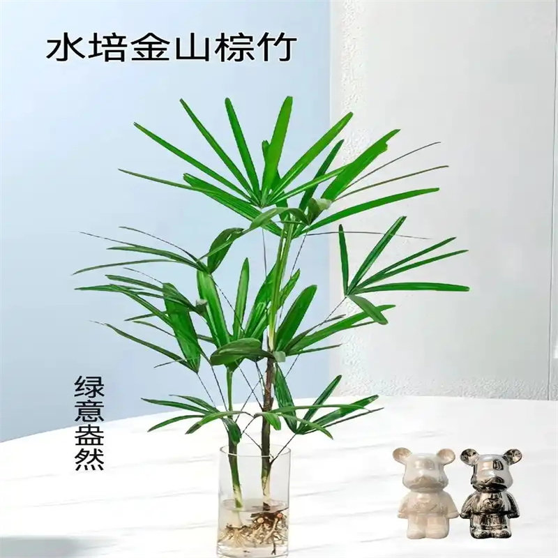 金山棕竹盆栽水培绿植物小叶米竹室内客厅大型招财旺宅富贵竹水竹