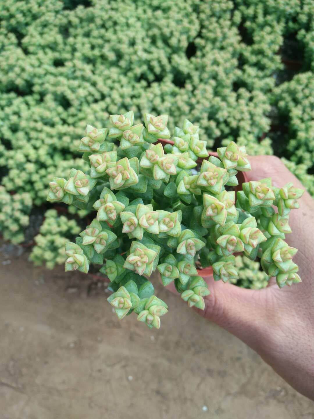 小米星 伪群特价多肉植物组合花卉盆栽办公室室内迷你绿植