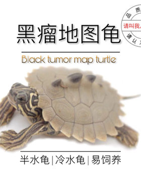 请叫我八戒姐姐黑瘤地图