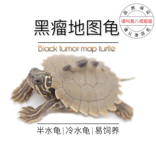 请叫我八戒姐姐黑瘤地图小乌龟活体活物宠物龟苗观赏龟水龟深水龟