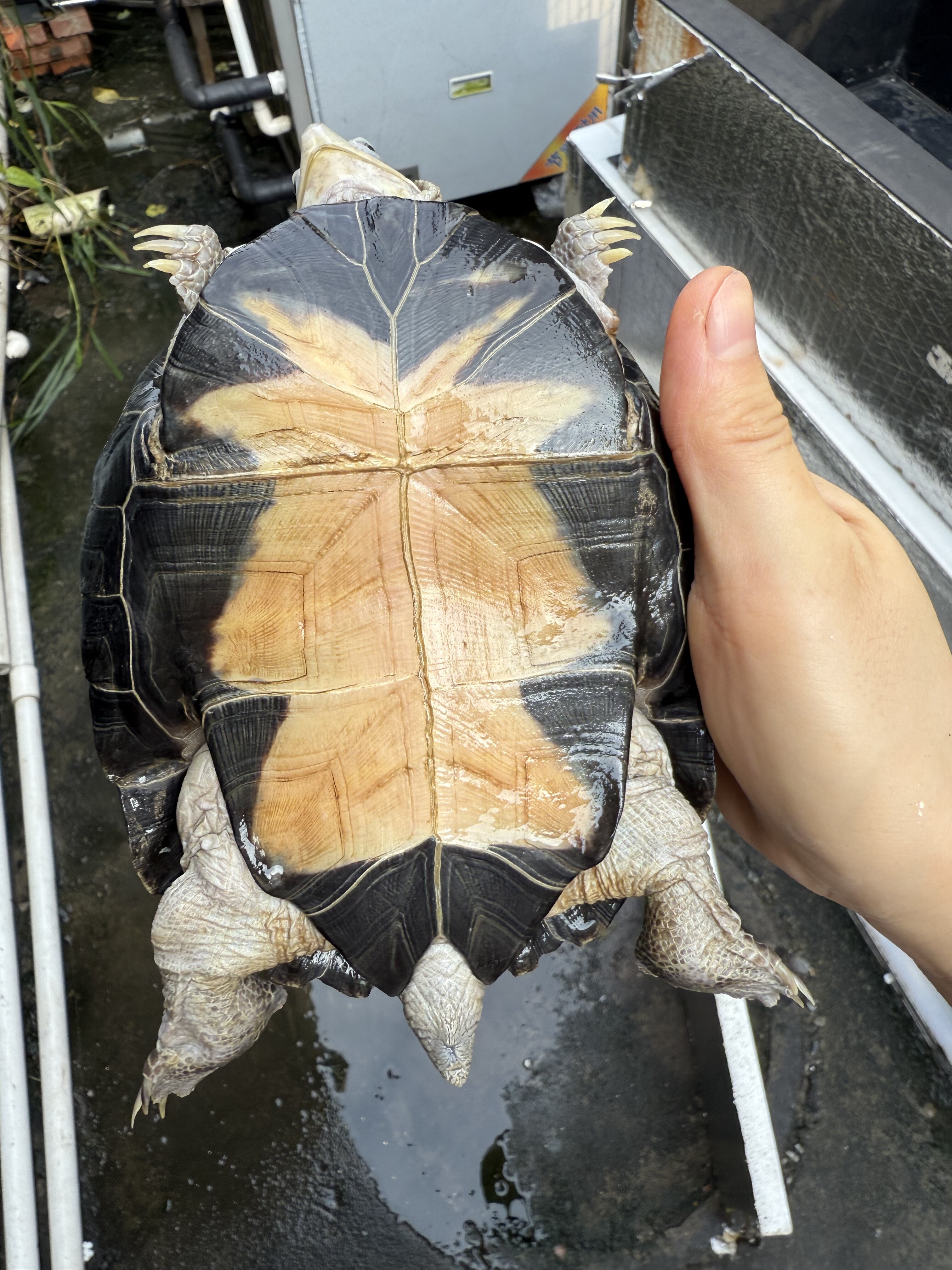 【一物一拍：编号0909】凌背侧颈龟 尺寸13.8cm