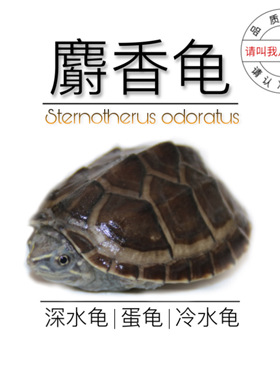 八戒姐姐麝香龟苗活体剃刀龟苗蛋龟深水龟观赏龟小乌龟活物 小宠