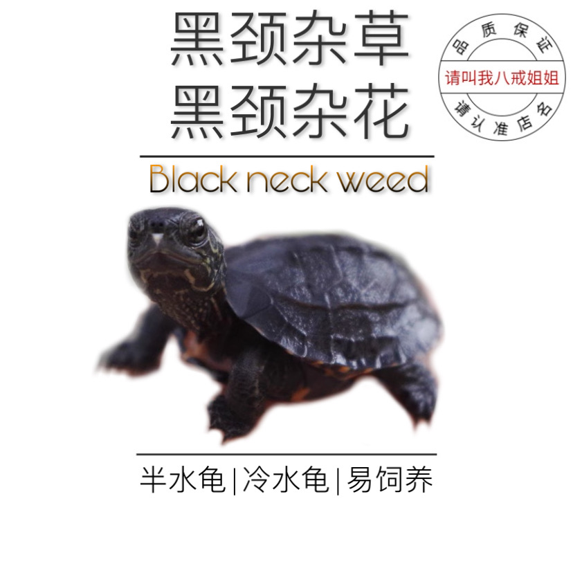 八戒姐姐黑颈杂草龟活物中华草龟活体头苗杂交龟宠物龟乌龟观赏龟