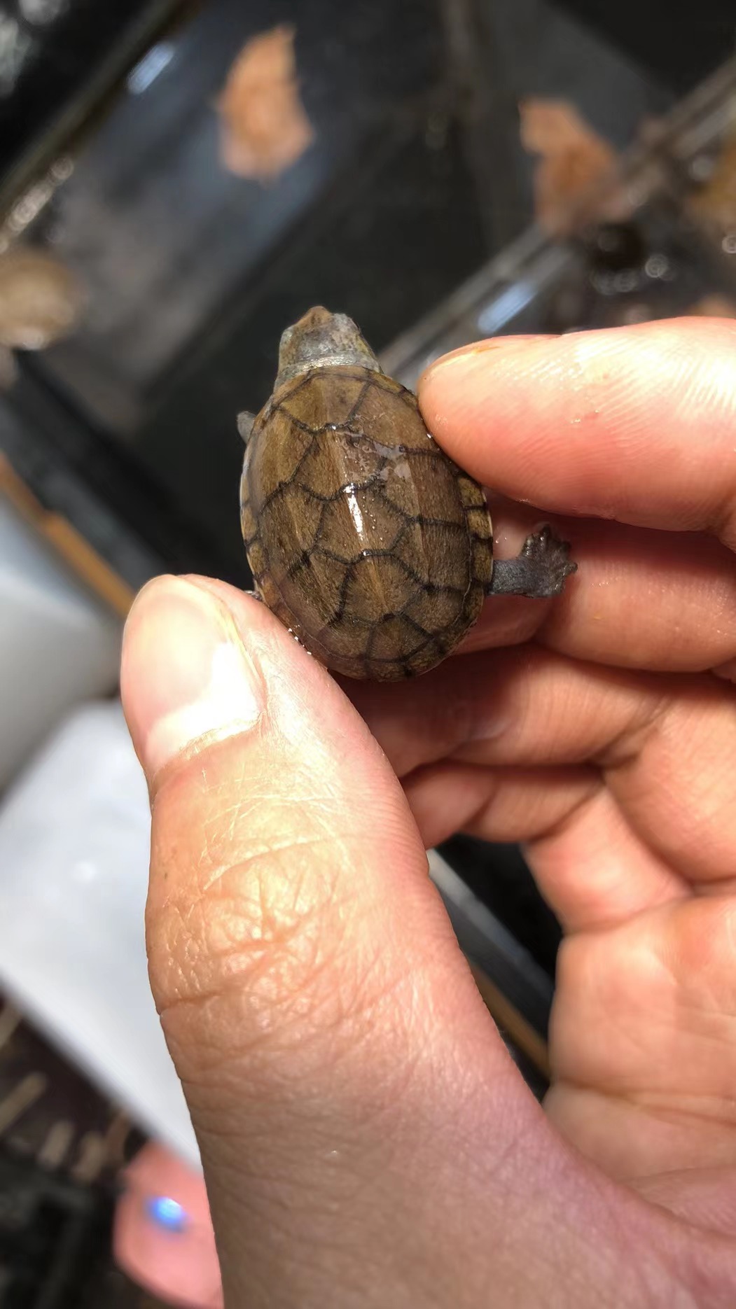 请叫我八戒姐姐2号店 蝎泽泥龟 蛋龟 活体 乌龟苗 爬宠物 观赏