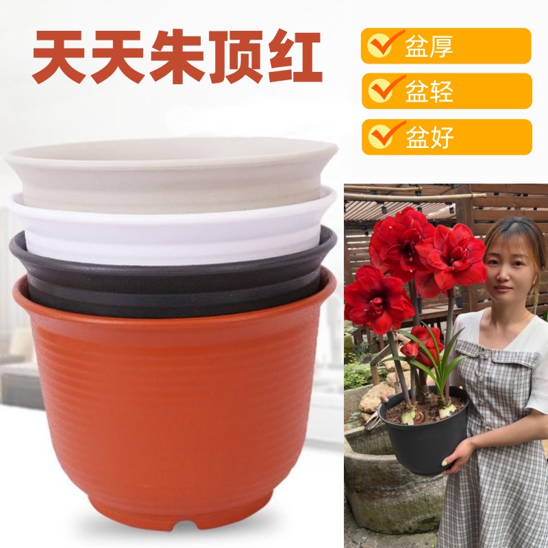 爱丽丝朱顶红仿陶瓷盆加厚盆栽树脂塑料花盆简约矮胖室内创意花盆