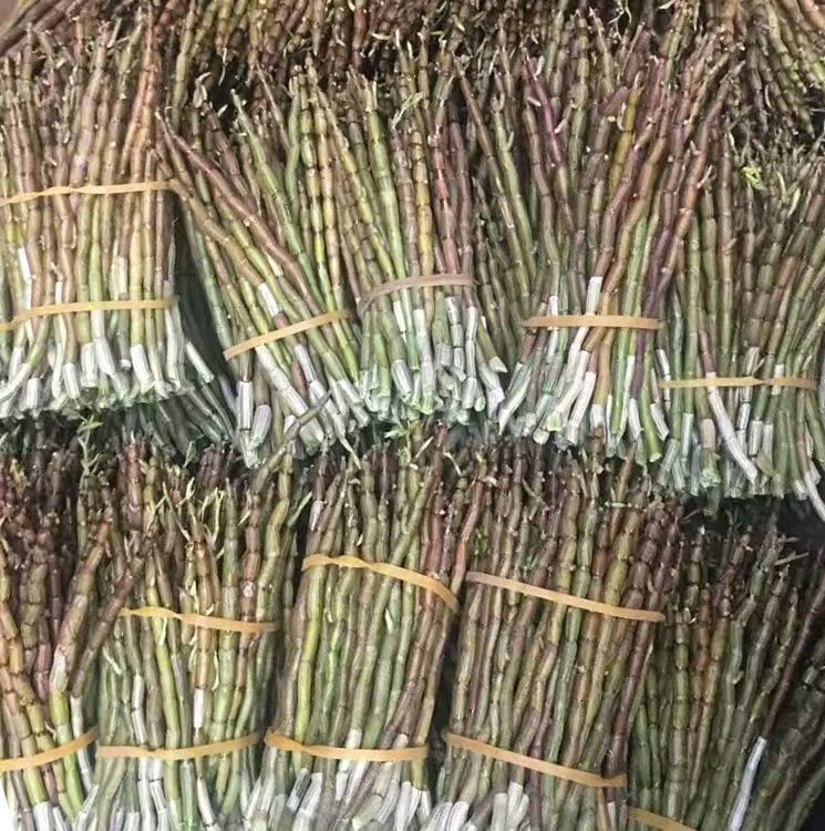 雁荡山铁皮石斛鲜条五年生产地现发 500g 包邮浙江鲜条