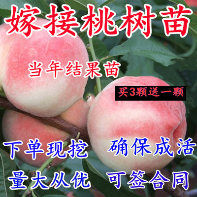 桃树苗果树苗盆栽苗庭院种植冬桃