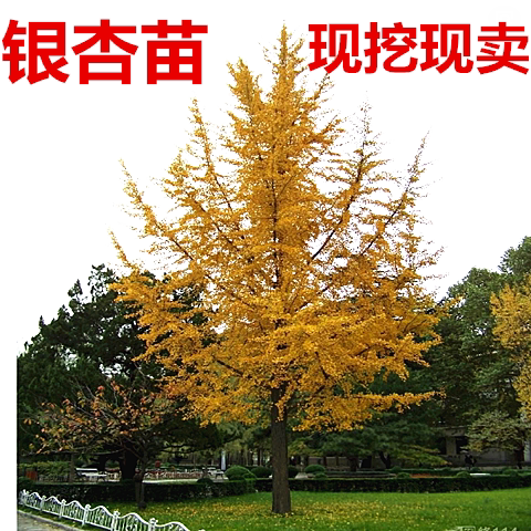 银杏树苗白果苗庭院园林绿化苗木行道树金叶银杏小苗南方北方种植
