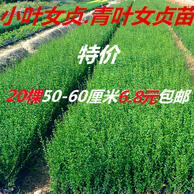 女贞苗庭院绿篱围墙小叶女贞苗四季长青绿化青叶女贞苗抗寒易成活