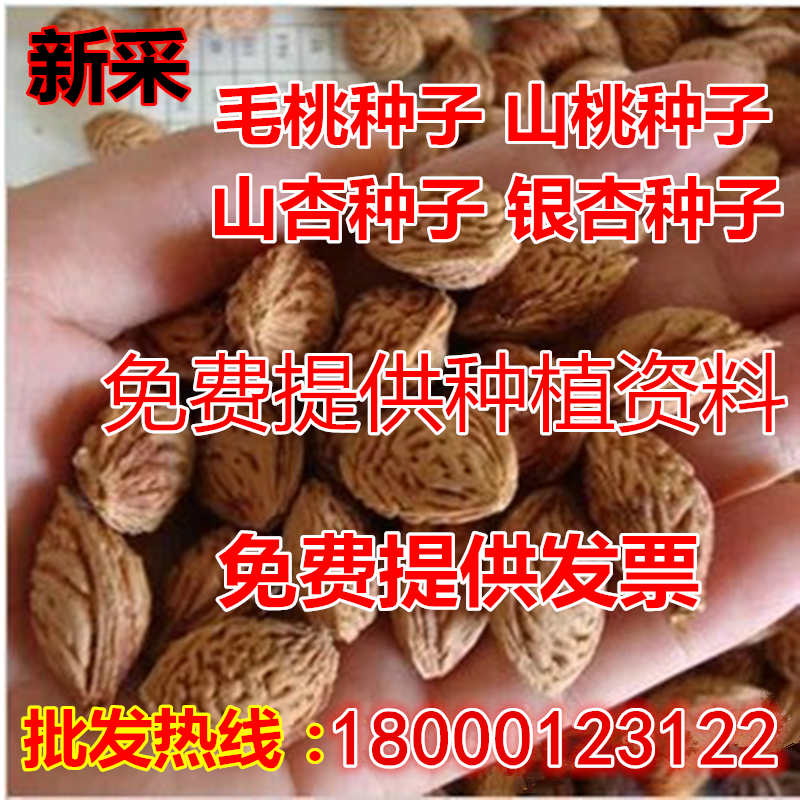 新采毛桃种子 毛桃树 毛桃核 大桃 桃子桃核 桃树核 桃树种子包邮