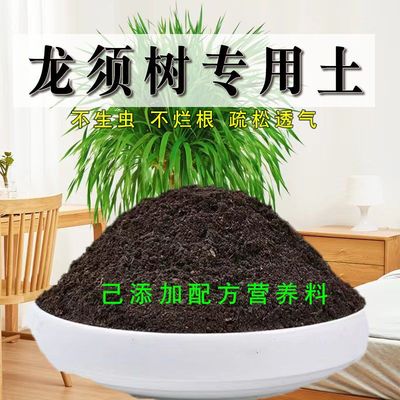 龙须树专用土盆栽有机花土种花龙须树营养土壤养花通用种植土肥料