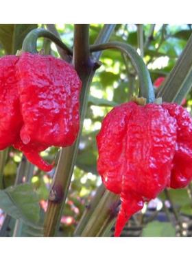 10pcs Rare Ghost Pepper Chilli Seeds Organic Pungent Seed Ga
